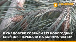 В Скадовске собрали 227 новогодних елей для передачи на конную ферму