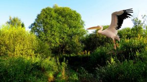 Хорошее настроение