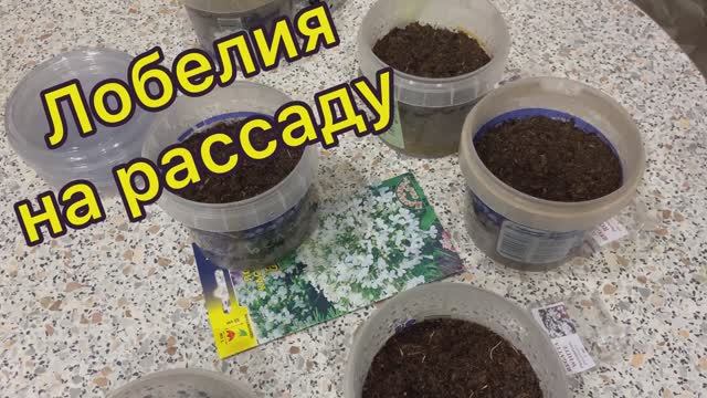 Лобелия на рассаду 28.01.26 смотреть онлайн