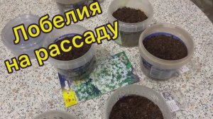 Лобелия на рассаду 28.01.26