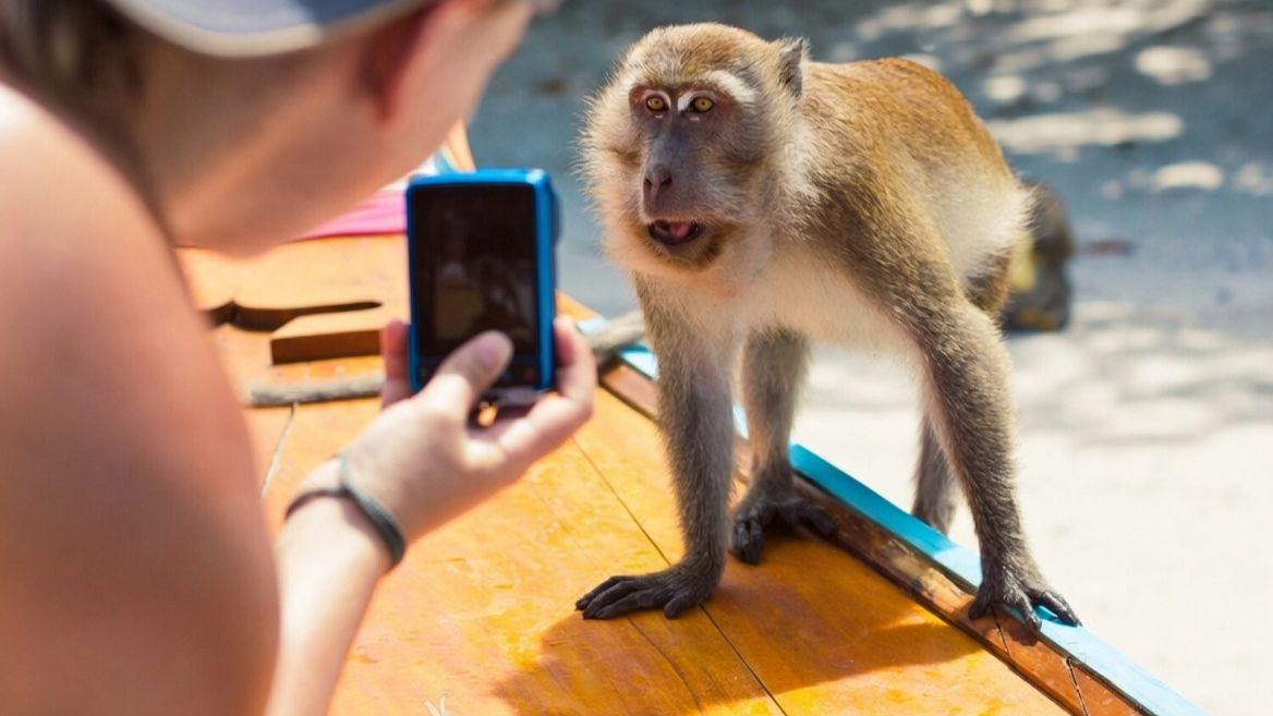 Посмотрите на глупые выходки этих забавных обезьян – гарантированно поднимет вам настроение!