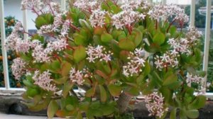 Чем поливать денежное дерево, чтобы оно зацвело! Простая и доступная подкормка