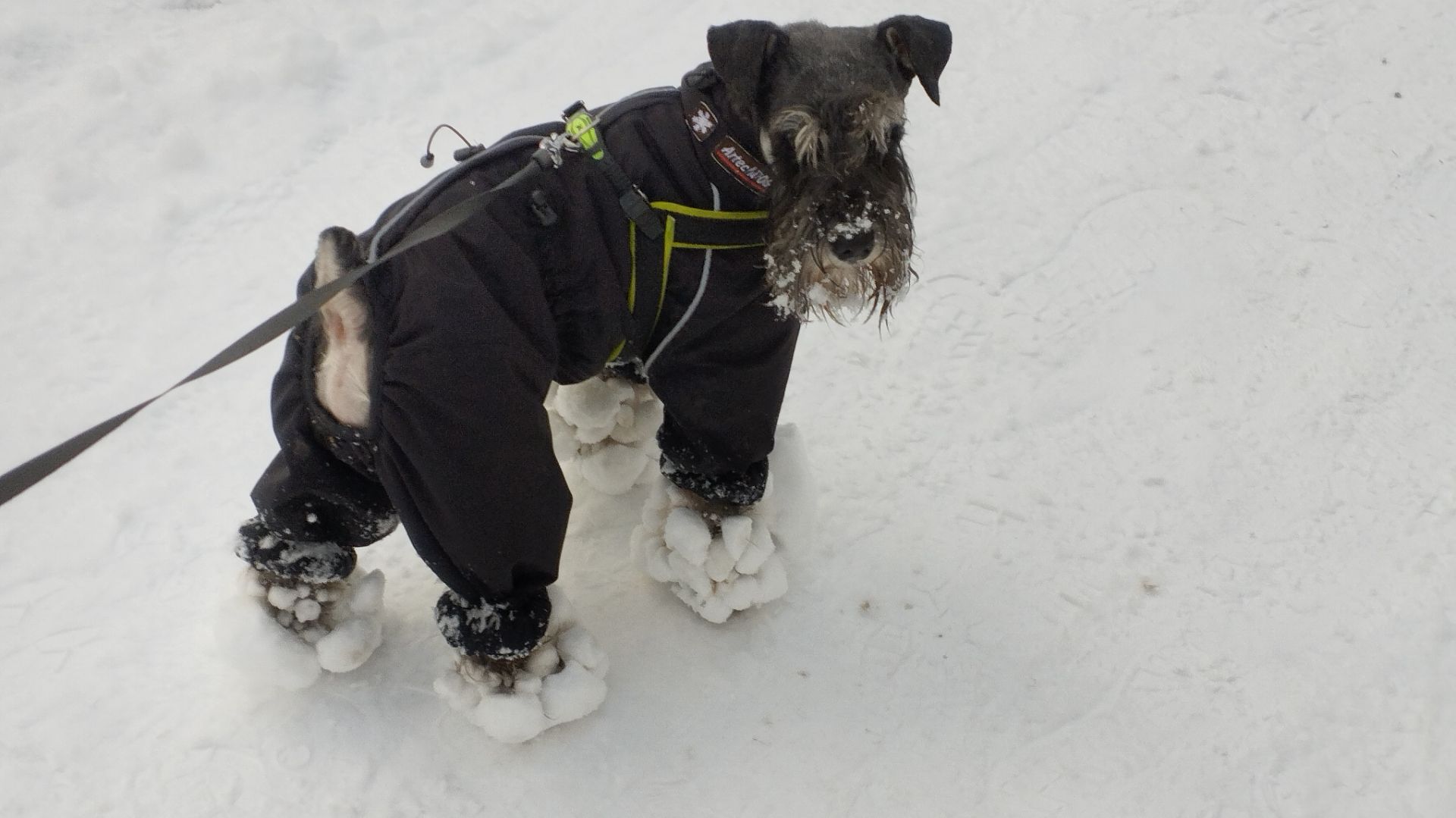 Песня ИИ про зимнюю прогулку с Тоби