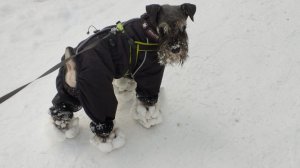 Песня ИИ про зимнюю прогулку с Тоби