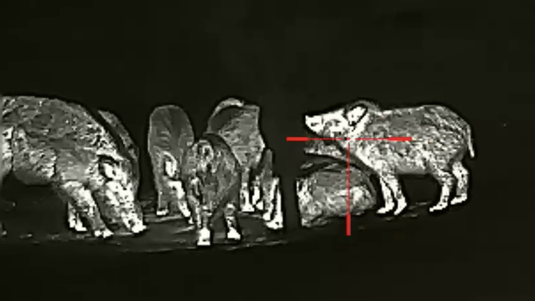 Кабан охота на тропе смотреть онлайн