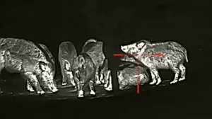 Кабан охота на тропе