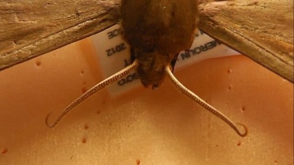 БРАЖНИКИ: 679. Phylloxiphia domi