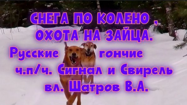 СНЕГА ПО КОЛЕНО , ОХОТА НА ЗАЙЦА. Русские гончие ч.п/ч. Сигнал и Свирель вл. Шатров В.А.#hunting
