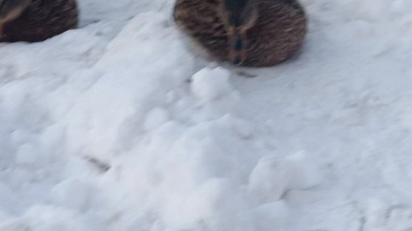 ЕЛЕНА КАРПУК*"А КТО ВАМ ПРАВО ДАЛ СУДИТЬ*"Мороз до Минус 25, РУКИ ЗАМЕРЗЛИ. НО УТКАМ ЕЩЁ ХУЖЕ.