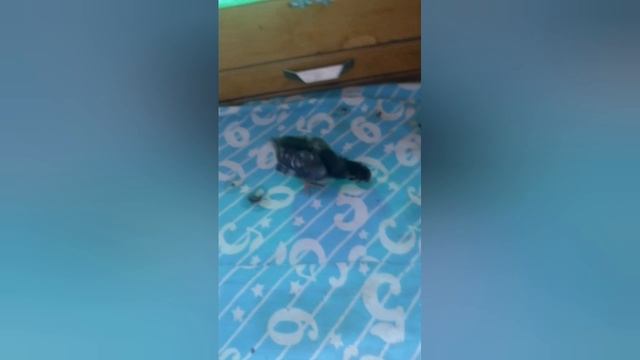 Новый жилец