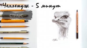 Страус  за 10 минут простым карандашом. Челлендж-пятиминутка. Рисуем регулярно