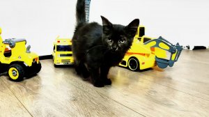 Как живётся спасённому чёрному котенку. Часть 4.