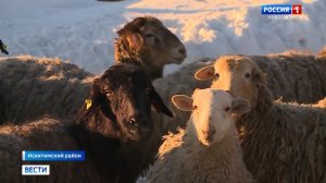 Количество очагов смертельно опасного бешенства возросло в Новосибирской области