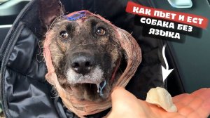 Собака без языка! Как ест и пьет? Что с ней будет дальше...