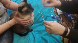 Как почистить зубы коту