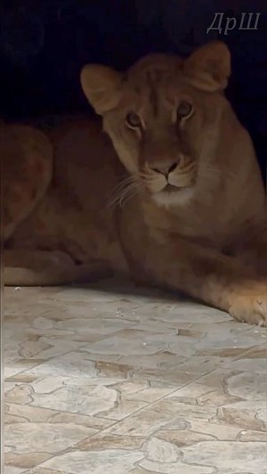 Где же ты любимый мой?  Царь Шерхан к всрече Киары готов!