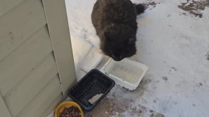 🔥Ко мне захаживает Ален Делон на обеды🍽️, помните его?🐈⬛