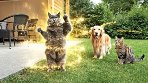 Кот танцор.