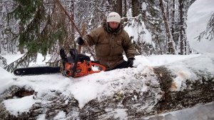 сняли жерлицы нашли огромную валежину