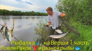 Рыбалка 🎣 на Верши , 3 часть ! Проверяем Верши на Урале. Ловля Раков 🦞и рыбы. Поймали Трофея !!!