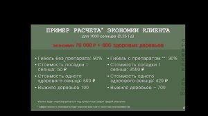 Работа над студенческим стартапом МикоПинус: микоризный препарат для сосны