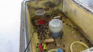 работа с пчелами в феврале , пчела Монтикола в малоформатном улье пока жива , 5.02.2026