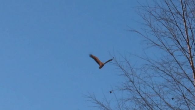 Пятого февраля 2026 огромная птица пролетела над Межстоличьем.