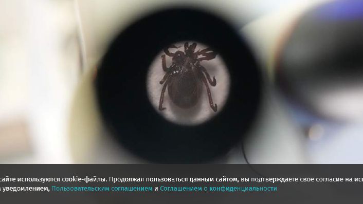 Врач рассказала о наиболее оптимальной схеме вакцинации от клещевого энцефалита смотреть онлайн