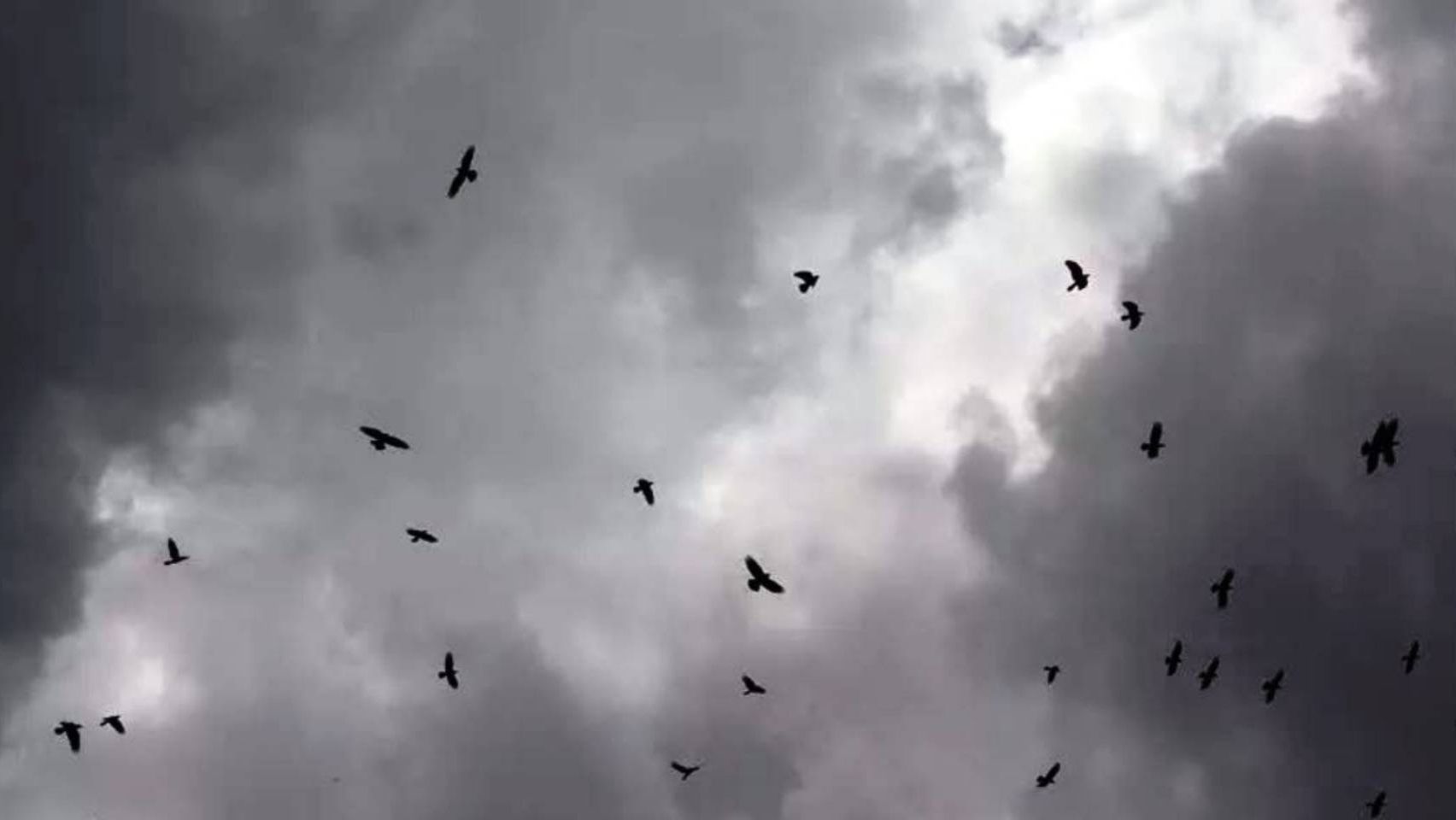 Виктор Ёлкин "Чёрные вороны" (музыка и слова Ирины Скибиной) смотреть онлайн