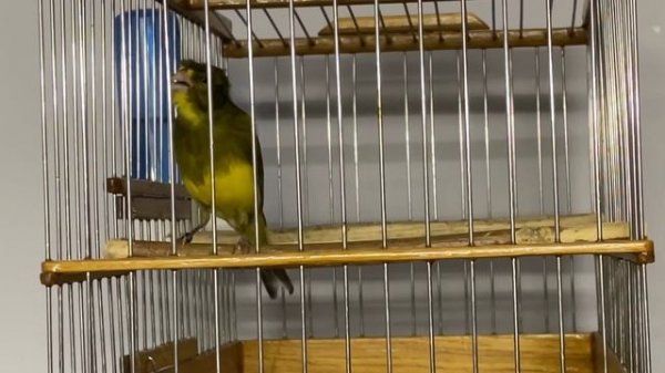 Russian canary