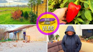 Зима в Крыму! 😳 Дозревают овощи и цветут цветы!🌸 Купила пуховик. Доделали площадку для собак