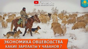 🐏Свыше 200 миллионов за одну овцеводческую точку. Бауржан Оспанов: Экономика и бизнес в овцеводстве