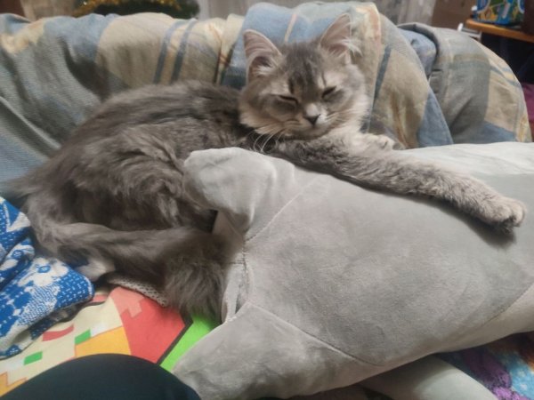 арк эволвед