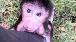 ПЕРВАЯ ПРОГУЛКА Николь на улице удалась на славу😂😂😂