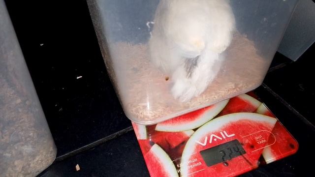 Тенденция роста моих белых