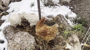 Как зимуют наши растения в Крыму Часть 2