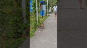 Вьетнам Нячанг Остров Обезьян