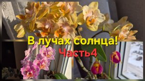 Цветение орхидей!Часть 4!В лучах зимнего солнца!