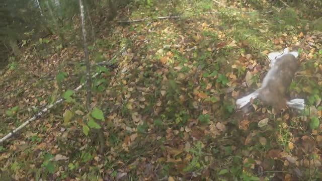 02.10.25г. Удачный выход на охоту.