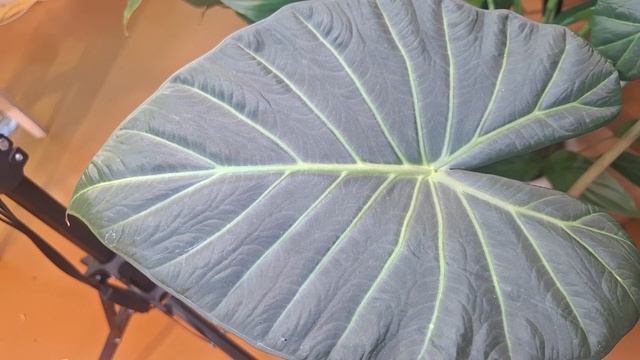 Результаты переукоренения алоказии Регал Шилдс за неделю смотреть онлайн