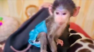 Заставить Маню побольше двигаться совсем не просто, она ЛЕНИТСЯ, а это плохо(((