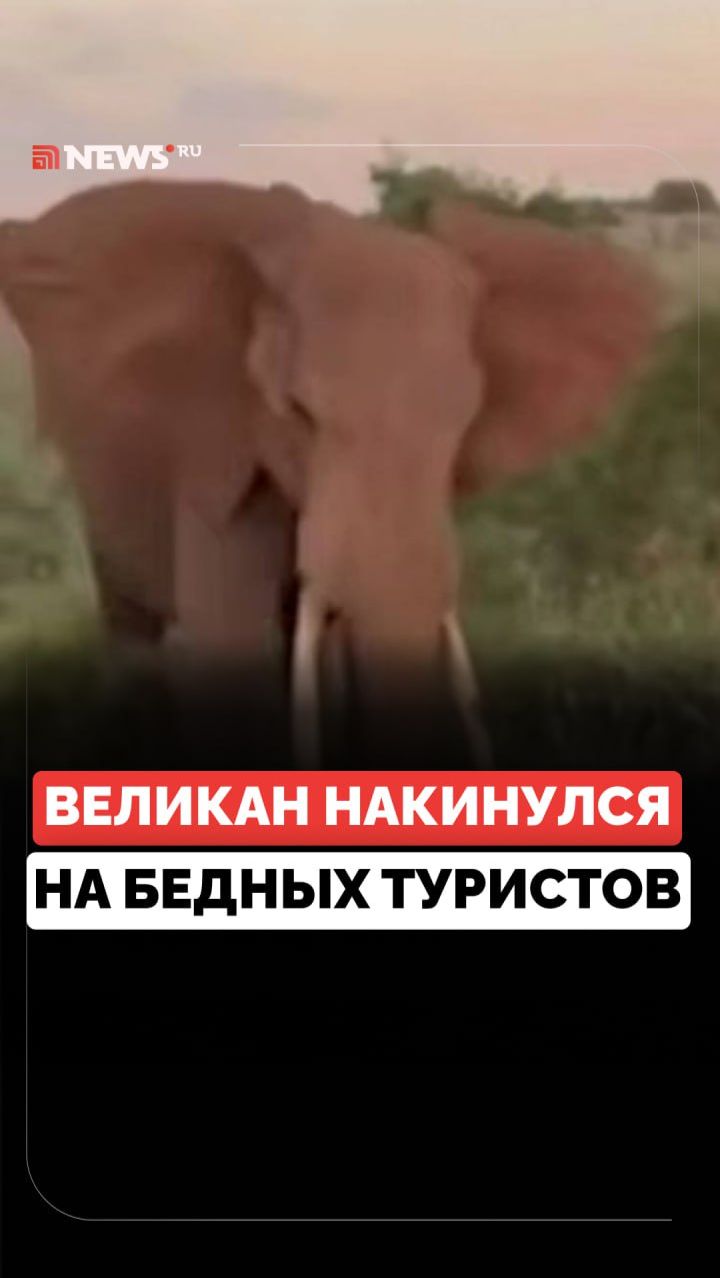 Нападение в Танзании. Слон атаковал джип с туристами смотреть онлайн