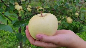 Зайчук - шедевр любительской селекции