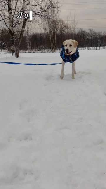 Миранда в добрые руки