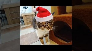 видео ИИ были без звука.. но я их зделал оценивайте в коменты! и подпишитесь☺