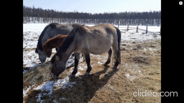 Нэһилиэк ролик