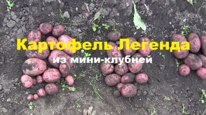 Картофель Легенда из мини-клубней 2025