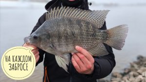 ВСЕ В ШОКЕ С РАЗМЕРА ТИЛЯПИИ. СКОЛЬКО МОЖНО ЛОВИТЬ??? РЫБАЛКА НА СПИННИНГ В УДОМЛЕ. ЧАСТЬ 2.