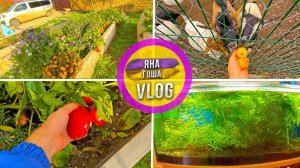 Посреди зимы снимаем урожай перца, любуемся цветами! Скоро похолодание в Крыму. Акавариум. Вкусняшки