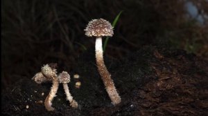 Как растут грибы. Псатирелла